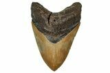 Serrated, Fossil Megalodon Tooth - North Carolina #328316-1